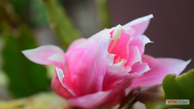 DSC_9022