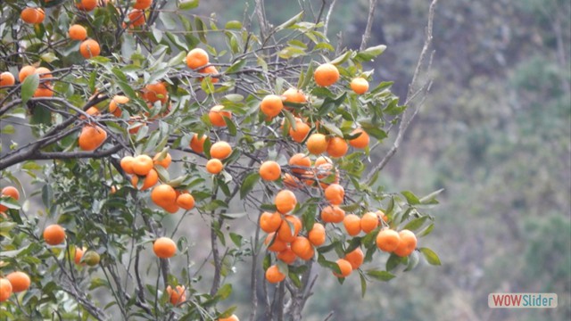 DSCN9741